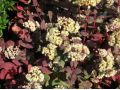 Sedum telephium ssp. ruprechtii 