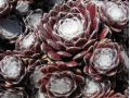 Sempervivum 