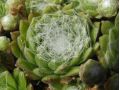 Sempervivum arachnoideum 