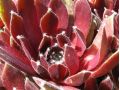 Sempervivum 