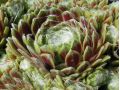 Sempervivum 