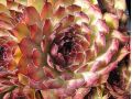 Sempervivum 