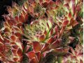 Sempervivum 