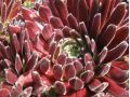 Sempervivum 