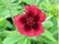Potentilla thurberi 