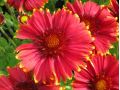Gaillardia aristata 