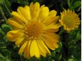Gaillardia aristata 