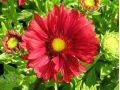 Gaillardia aristata 