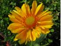 Gaillardia aristata 