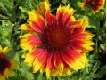 Gaillardia aristata 