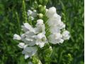 Physostegia virginiana 
