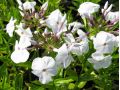 Phlox 