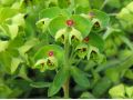 Euphorbia × martinii 