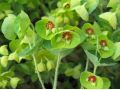Euphorbia characias 