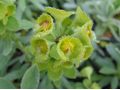 Euphorbia characias 