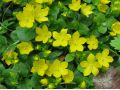 Lysimachia nummularia - vrbina penízková