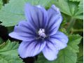 Malva sylvestris 