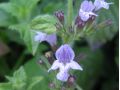 Calamintha nepeta ssp. nepeta - marulka lékařská