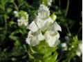 Prunella grandiflora 
