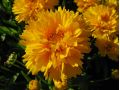 Coreopsis grandiflora 