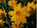 Coreopsis grandiflora 