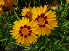 Coreopsis grandiflora 