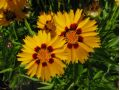 Coreopsis grandiflora 