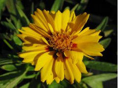 Coreopsis lanceolata 