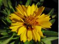 Coreopsis lanceolata 