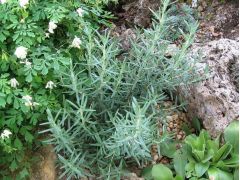 Rosmarinus officinalis 