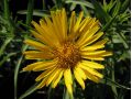 Inula ensifolia - oman mečolistý