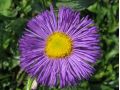 Erigeron 