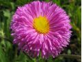 Erigeron 