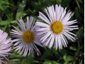 Erigeron 