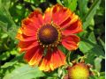 Helenium × hybridum 