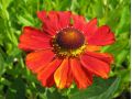 Helenium × hybridum 