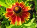 Helenium × hybridum 