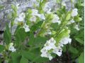 Salvia officinalis f. albiflora - šalvěj lékařská bílá