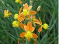 Bulbine frutescens 