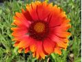 Gaillardia aristata 