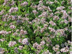 Origanum vulgare 
