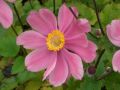 Anemone hupehensis var. japonica 