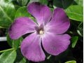 Vinca minor 