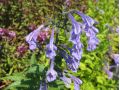 Nepeta sibirica 