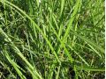 Miscanthus sinensis 