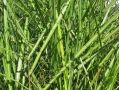 Miscanthus sinensis 