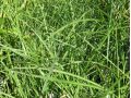 Miscanthus sinensis 