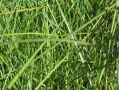 Miscanthus sinensis 