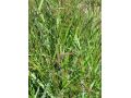 Panicum virgatum 