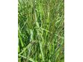Panicum virgatum 